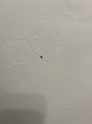 Drugstore Beetle (or Cigarette Beetle)