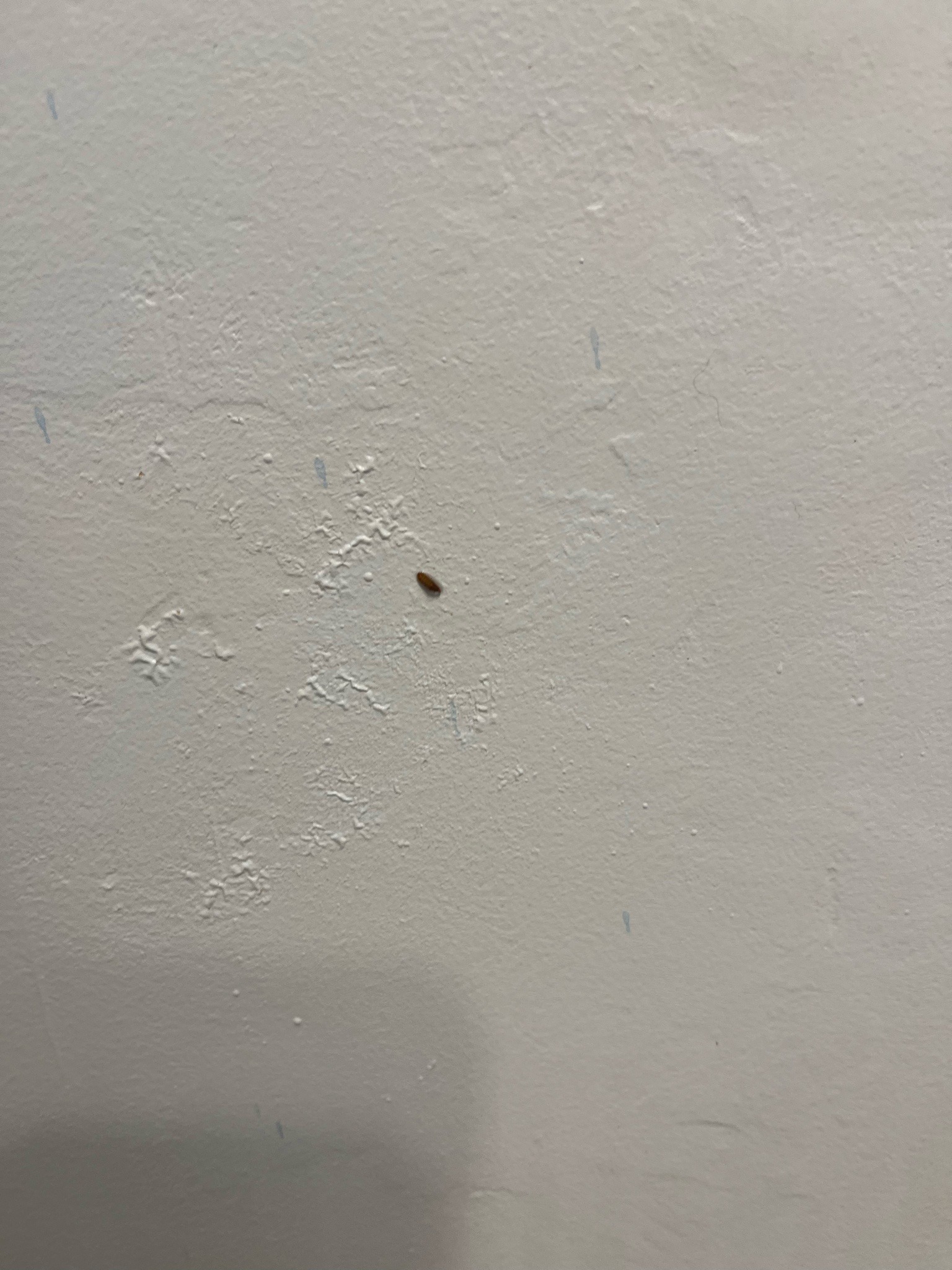 Drugstore Beetle (or Cigarette Beetle)