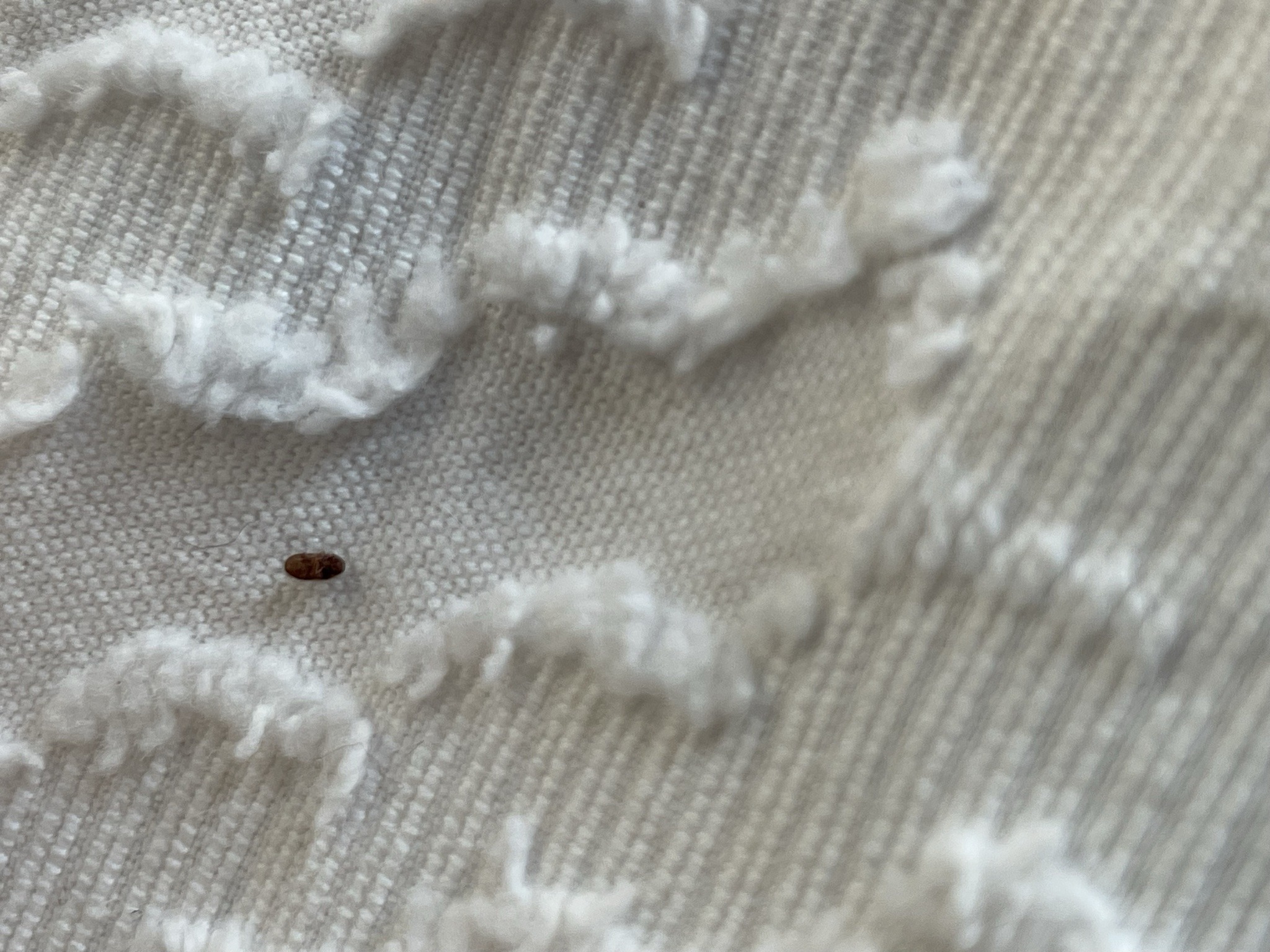 Drugstore Beetle (or Stegobium Beetle)