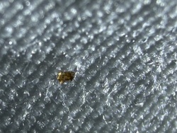 Dust mite