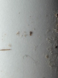 Dust Mite