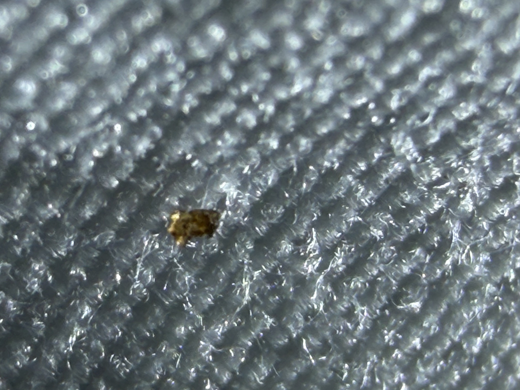 Dust mite