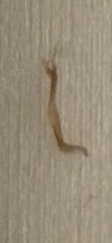 Household Casebearer Moth (larva)