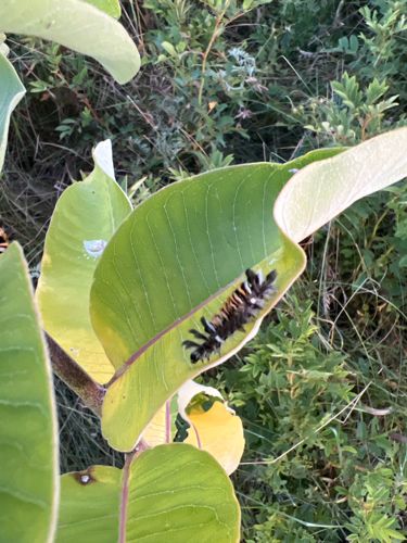 Monarch Caterpillar