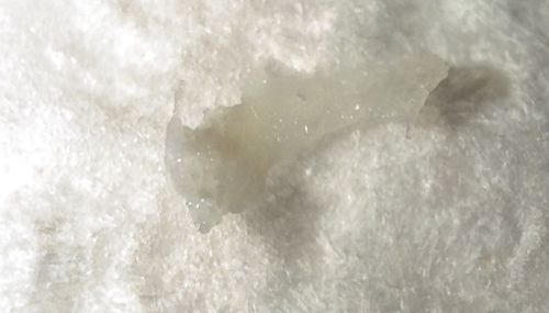 Unidentified Object (Likely Debris or Larva)