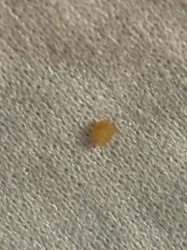 Carpet Beetle (larva)