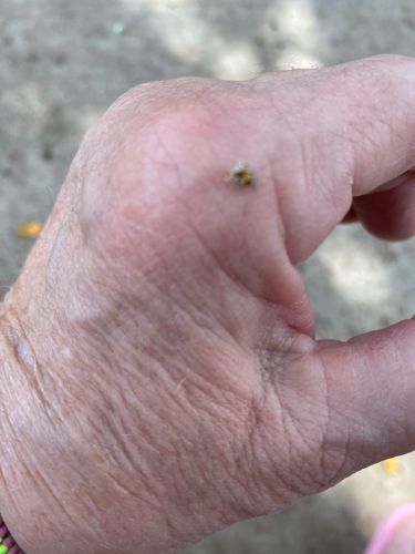 Unidentifiable Small Insect (possibly a Bee or Fly)