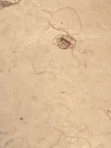 Impossible to identify from image