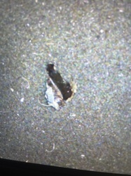 Moth (likely a small one, possibly a Clothes Moth or similar household pest given the context of a rug/carpet)