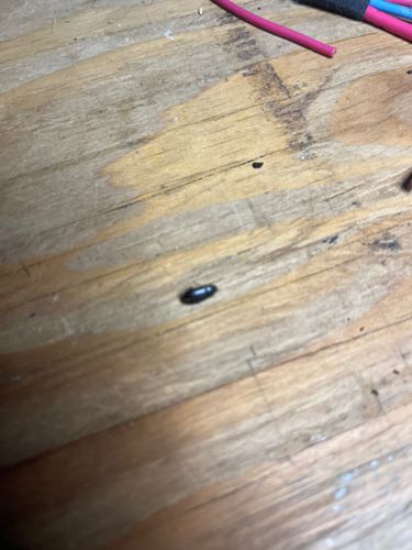 Carpet Beetle
