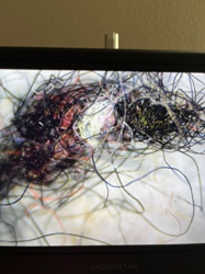 Carpet Beetle Larva (unidentified species)