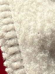 Carpet Beetle (larva)