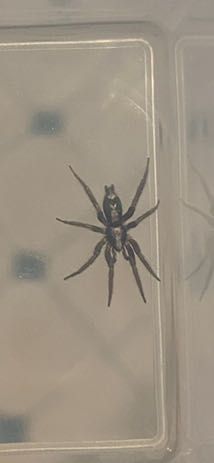 Ant-mimic Jumping Spider, or more specifically, possibly a species of 'Broad-faced Sac Spider'