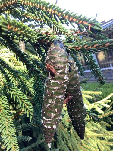 Spruce spider mite