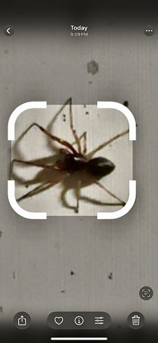 Broad-faced Sac Spider