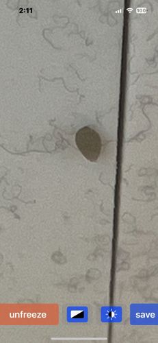 Case-bearing Clothes Moth (Larva)