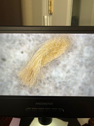 Not an insect/bug - likely human hair or fiber bundle