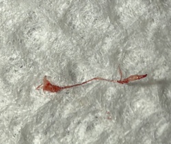Bloodworm (Chironomid Larva)