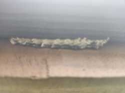 Inchworm (Spanworm / Geometer Moth Larva)