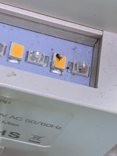 Fruit Fly (or similar small fly)