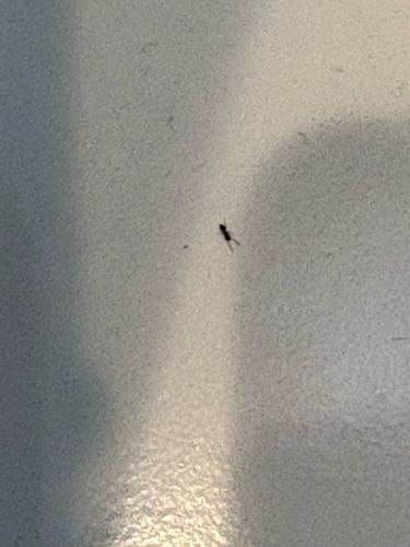 Lesser Earwig