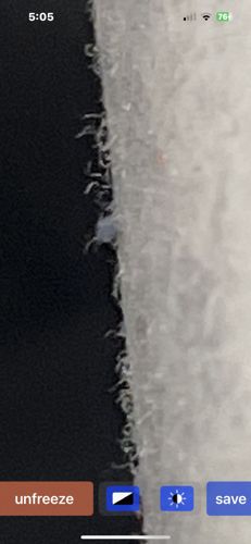 Mold Mite / Grain Mite