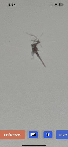 Antlion larva (or 'doodlebug')