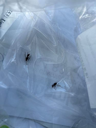 Mosquito