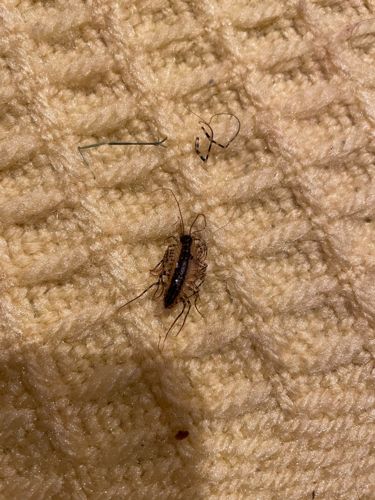 Cockroach nymph (likely German or Brown-banded)