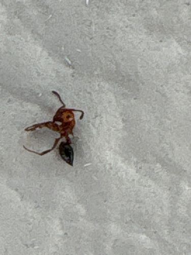 Acrobat Ant