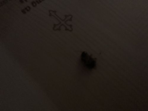 Carpet beetle