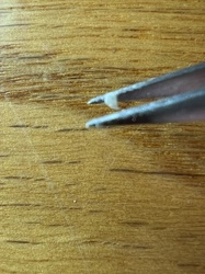 Dust Mite (likely fecal pellet or shed skin)