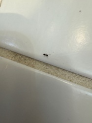 Black Garden Ant