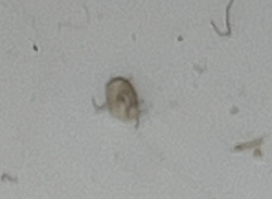 Dust Mite