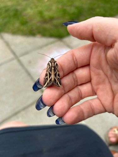 Light Brown Apple Moth