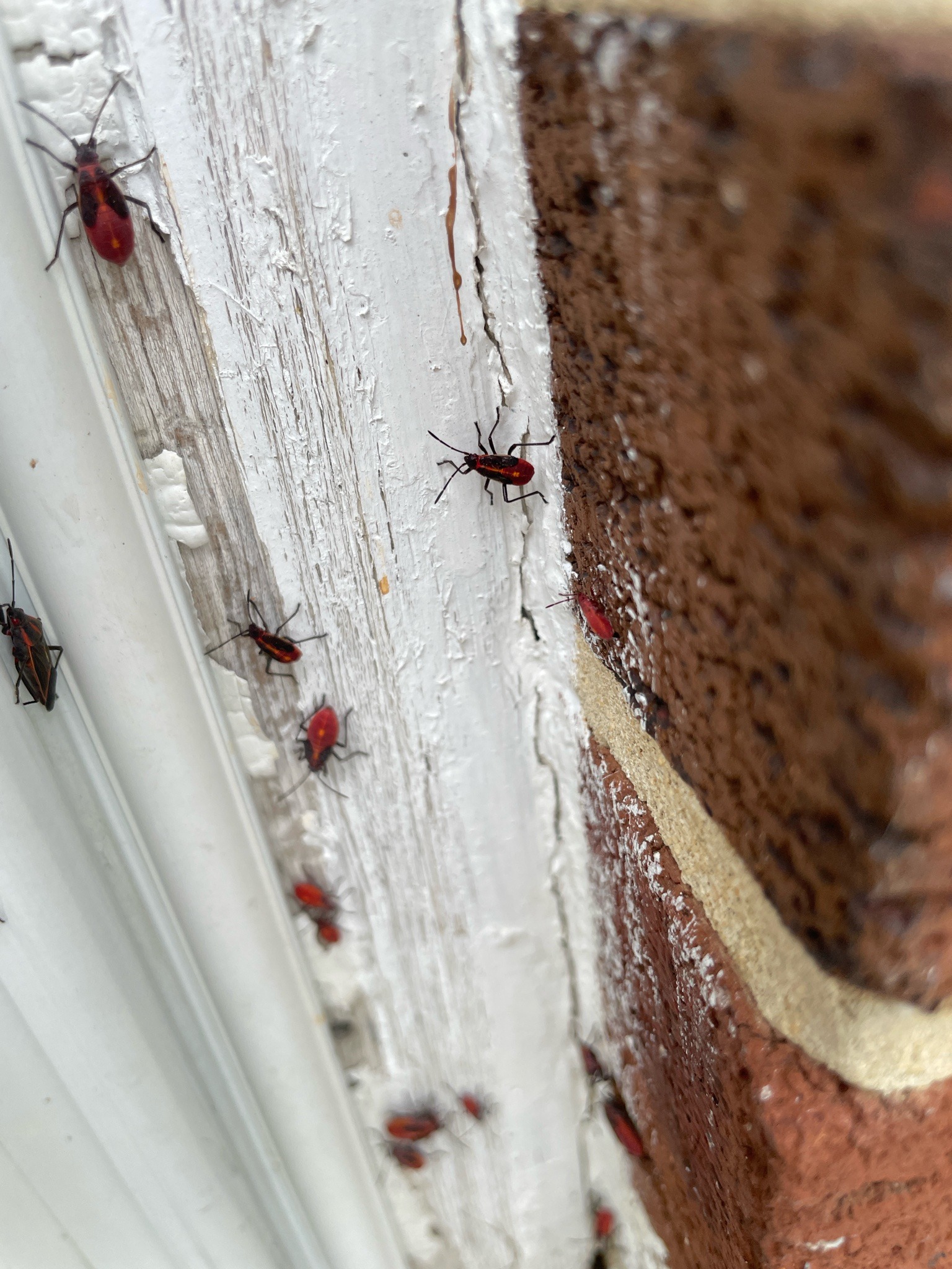 Boxelder Bug