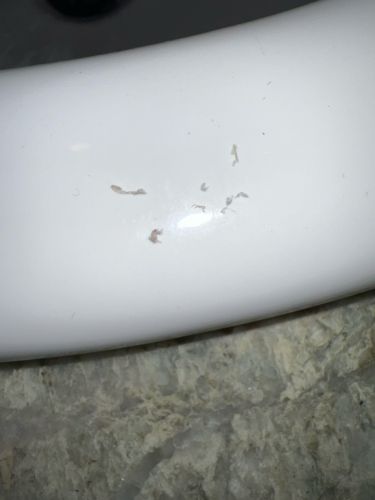 Drain Fly Larvae