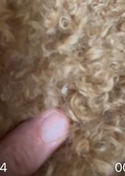 Flea (likely Cat Flea)