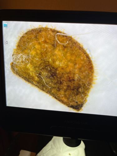 Webbing Clothes Moth OR Common Clothes Moth OR Case-bearing Clothes Moth (likely a larva or its dwelling)