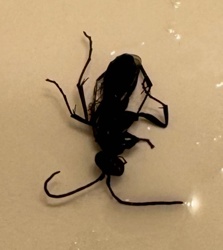 Spider Wasp