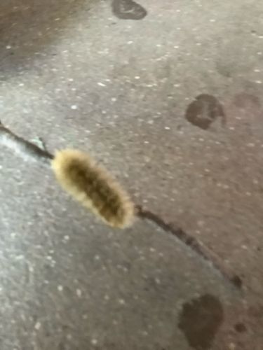 Woolly Bear Caterpillar (likely Isabella Tiger Moth larva)