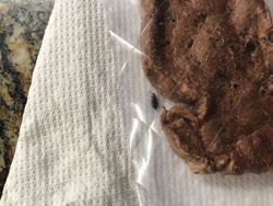 Sawtoothed Grain Beetle