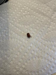 Drugstore Beetle