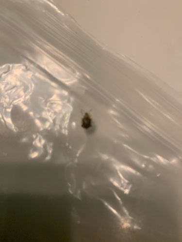 Carpet beetle (likely Varied Carpet Beetle or Black Carpet Beetle)