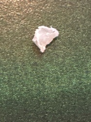 Bed Bug Shed Skin (Exuvia)