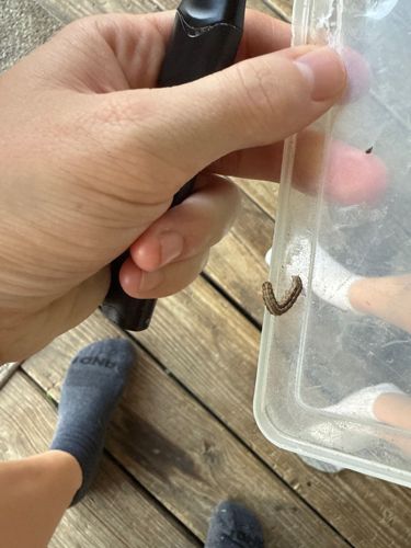Looper Caterpillar (likely a species of Cabbage Looper or similar)