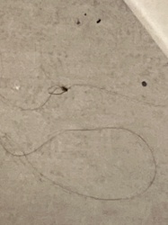 Spider (Web visible)