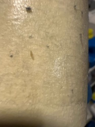 Flesh fly larvae (maggots)