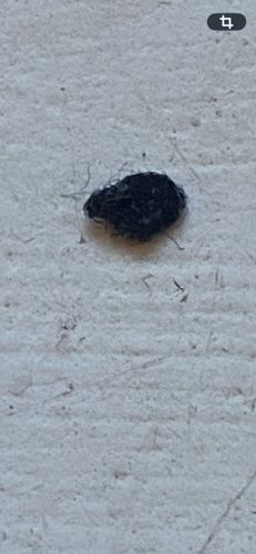 Black Carpet Beetle (Larva)