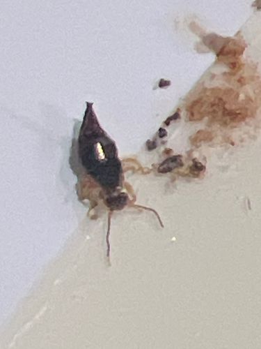 Booklouse (likely a Liposcelis species)